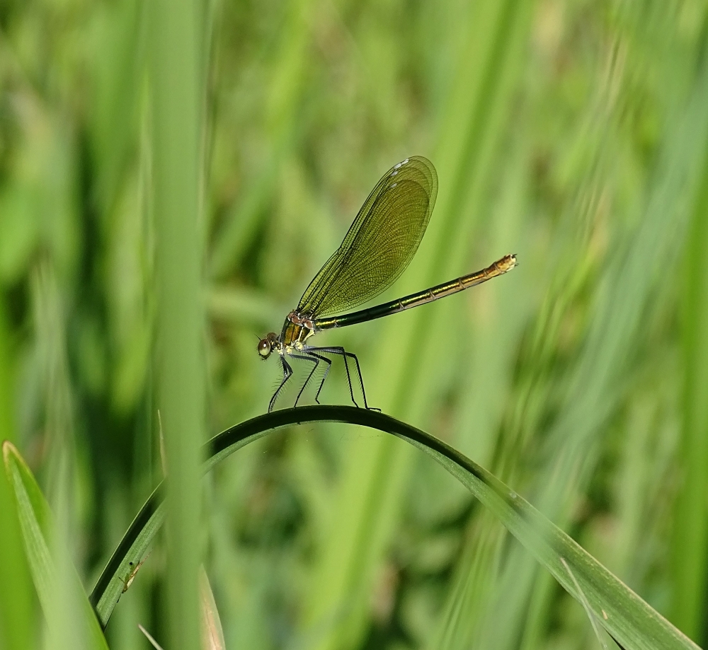 Libelle