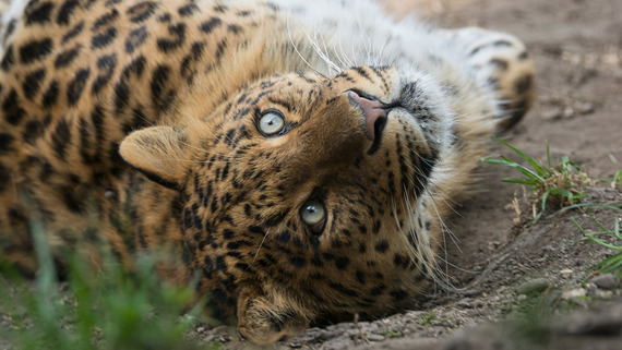 China Leopard