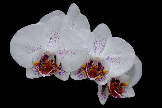 19-Phalaenopsis